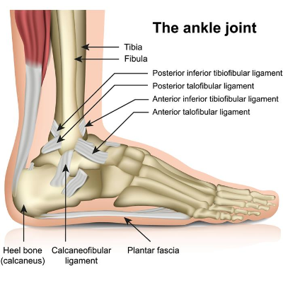 Rolled Ankle Rolled Ankle